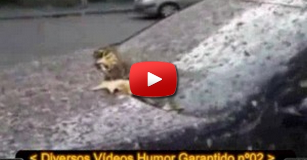 Diversos Videos Humor Garantido n02